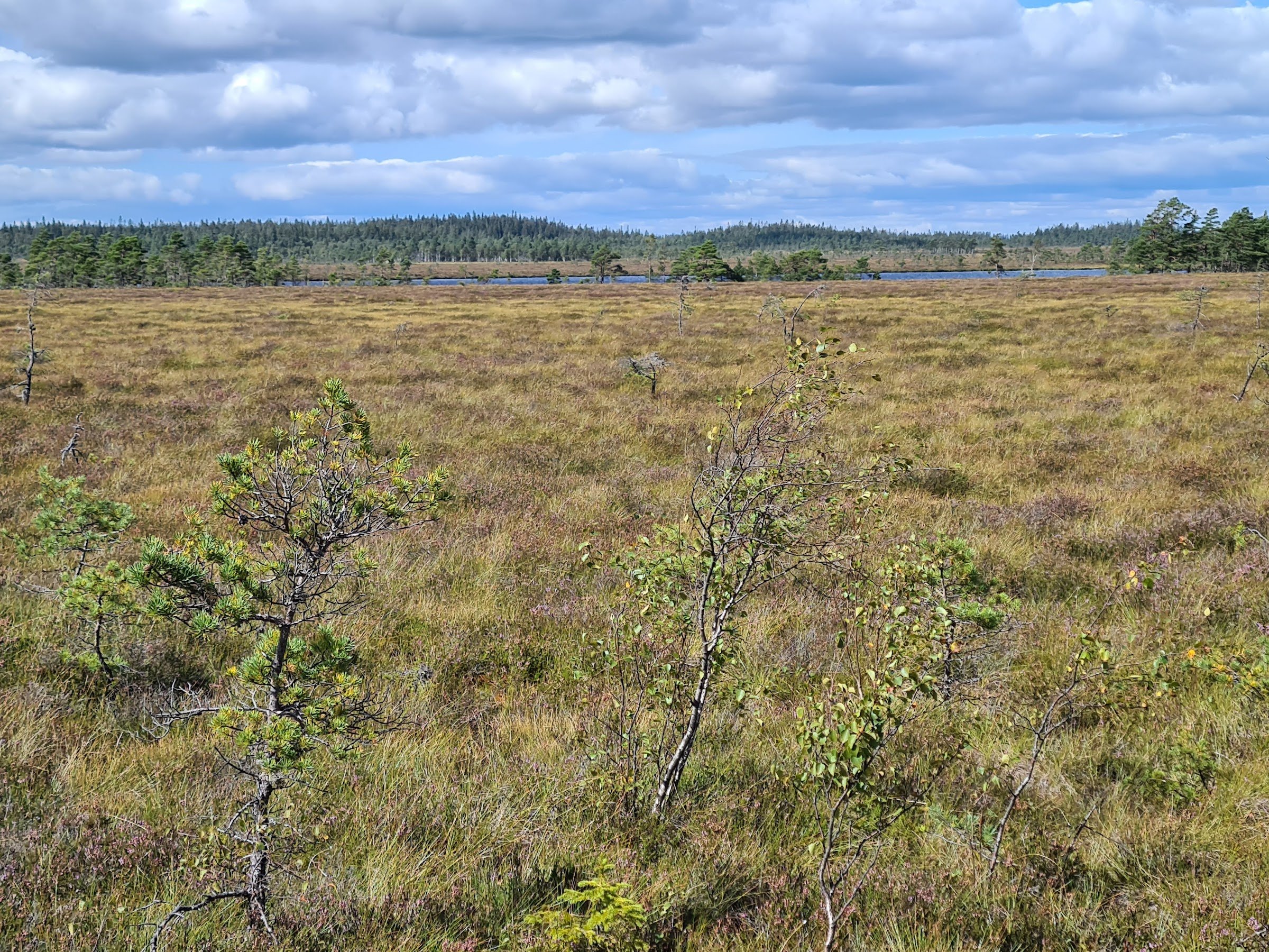 Komosse Naturreservat